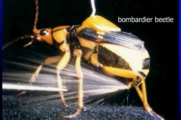  as the bombardier beetle is equipped with an amazing defense system.